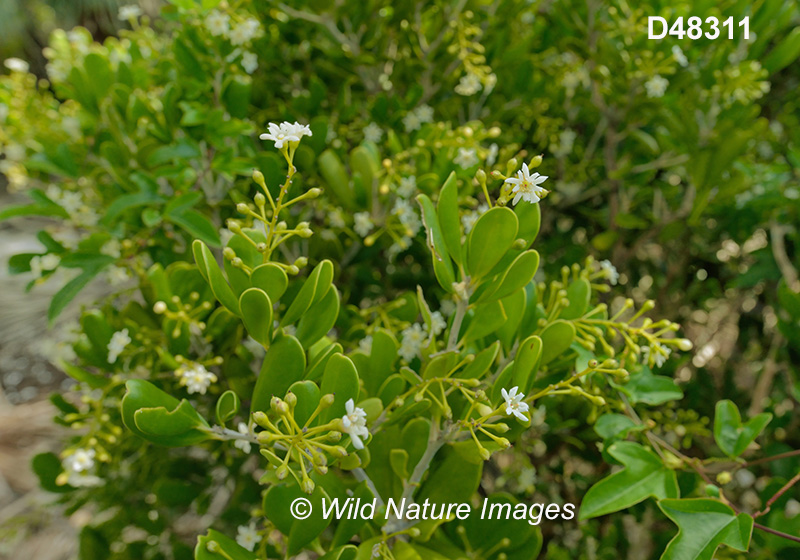 Joewood (Jacquinia keyensis)